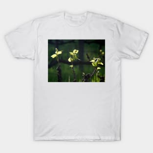 Vines Awake - by Avril Thomas, Wine region, adelaide winery, south australia winery T-Shirt